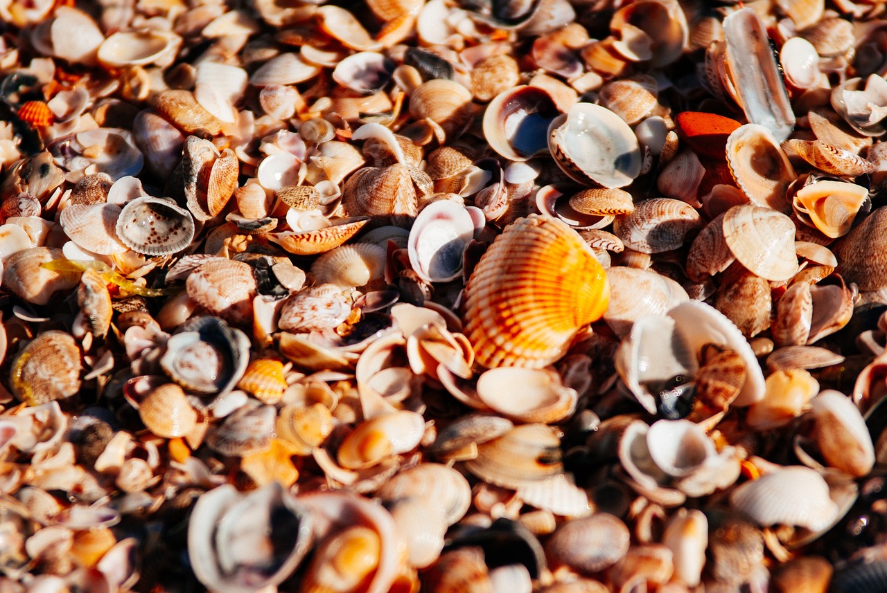 Bring the Beach Home: Seashell Crafts for Kids